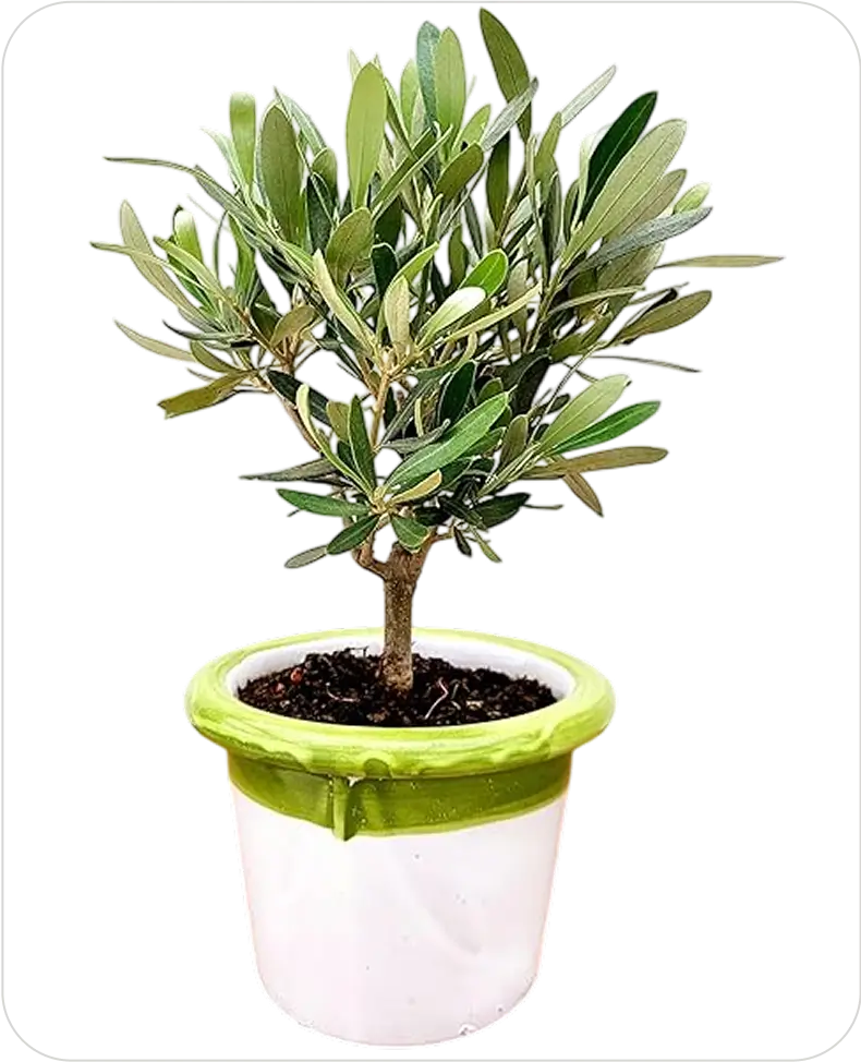 olivo bonsai
