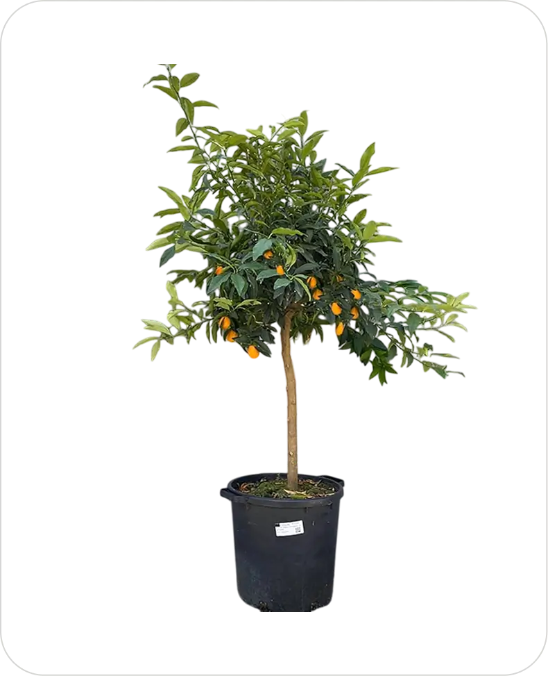kumquat